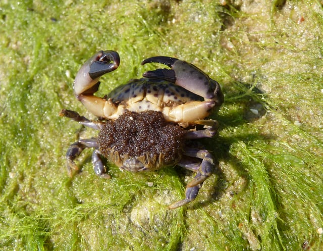 Female crab Xantho poressa at spawning time in the Black Sea, carrying eggs under her abdomen