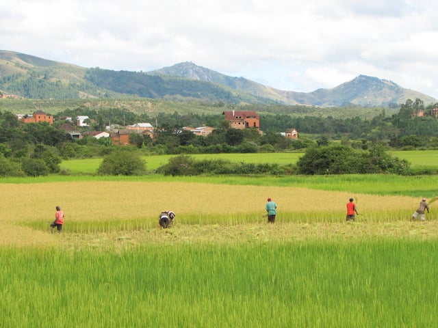 Rice crop in Madagascar