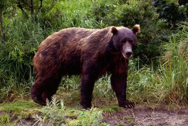 Brown bear, Kamchatka peninsula. Brown bears are among the largest and most widespread taiga omnivores.