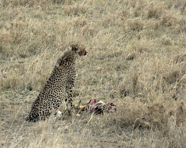 A cheetah with a Thomson's gazelle carcass. Cheetah is one of main predator of Thomson's gazelle.