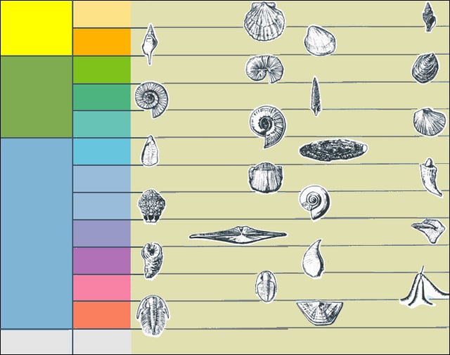 Common index fossils used to date rocks in North-East USA.