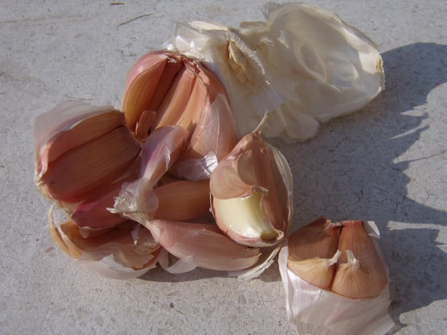 Italian garlic
