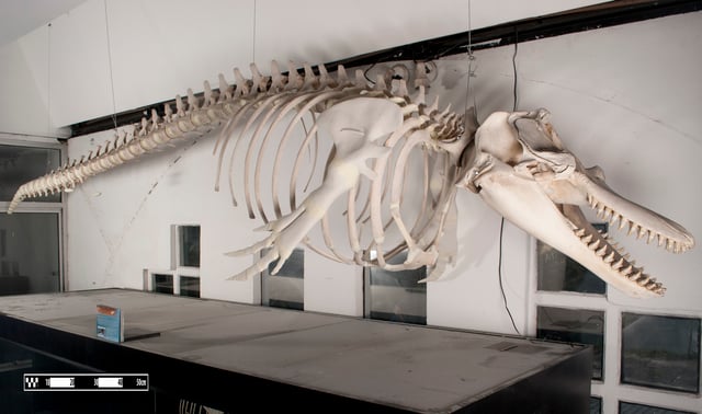 Killer whale skeleton