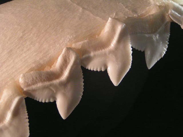 The teeth of tiger sharks are oblique and serrated to saw through flesh