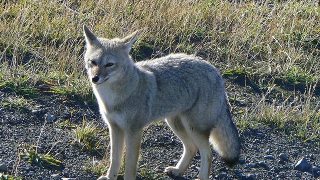 Chilla fox, common in the region.