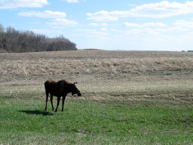 Moose in North Dakota