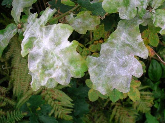 Oak powdery mildew on pedunculate oak