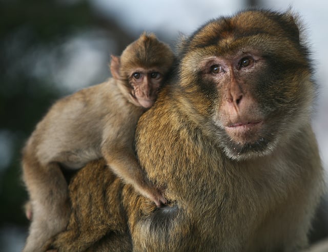 An adult male Barbary macaque carrying his offspring, a behaviour rarely found in other primates.