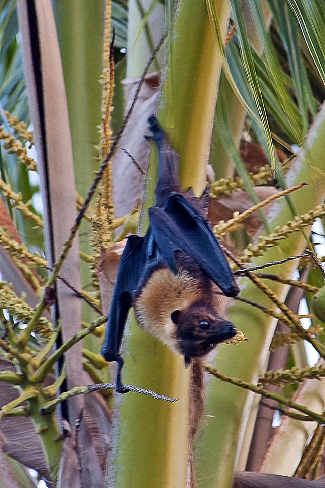 The Samoa flying fox is only found in Fiji and the Samoan Islands.