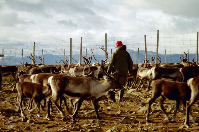Reindeer herds form the basis of pastoral agriculture for several Arctic and Subarctic peoples.