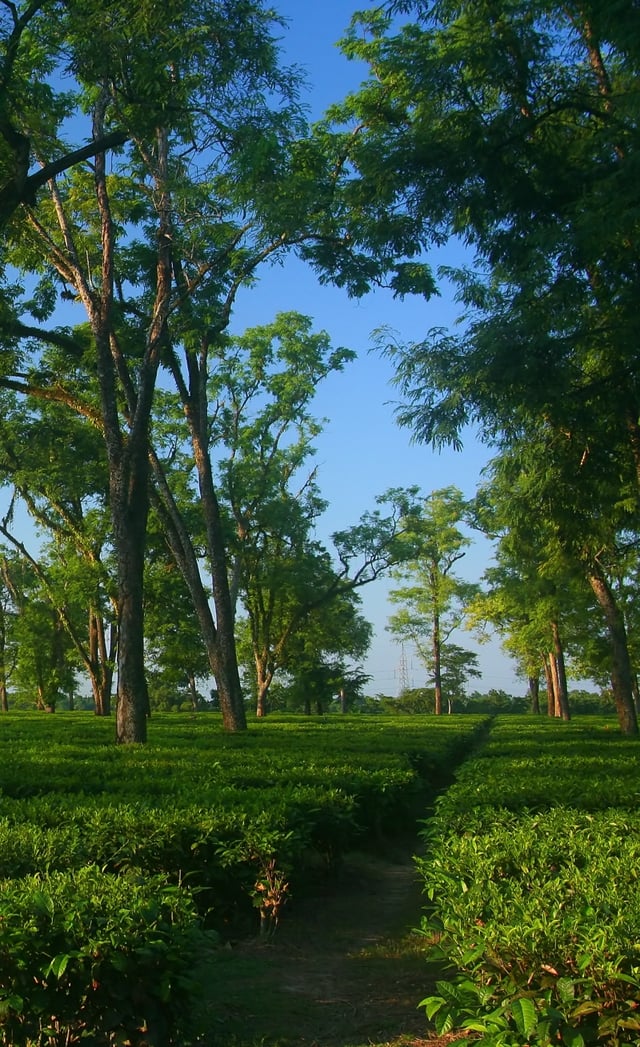 A tea garden in Assam: tea is grown at elevations near sea level, giving it a malty sweetness and an earthy flavor, as opposed to the more floral aroma of highland (e.g. Darjeeling, Taiwanese) teas