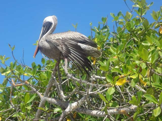 Pelecanus occidentalis, Tortuga Bay