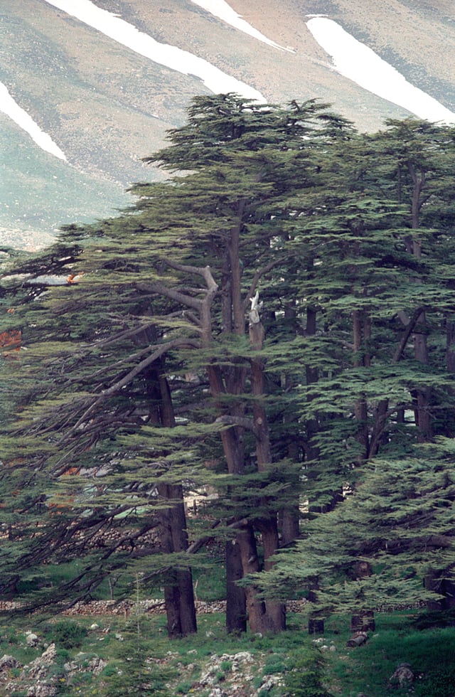 The Lebanon cedar is the national emblem of Lebanon.