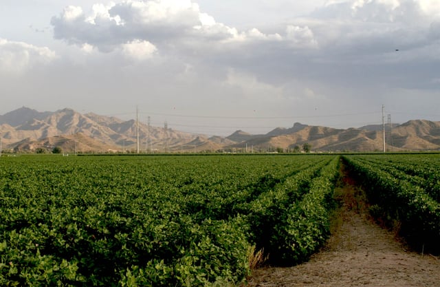 A cotton field outside Phoenix