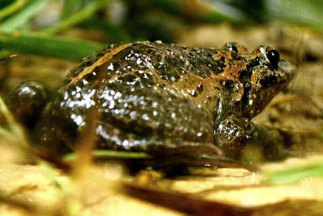 The Hula painted frog (Discoglossus nigriventer) was believed to be extinct but was rediscovered in 2011.