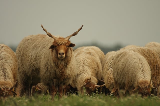 A flock of Racka sheep in the Fertő-Hanság National Park