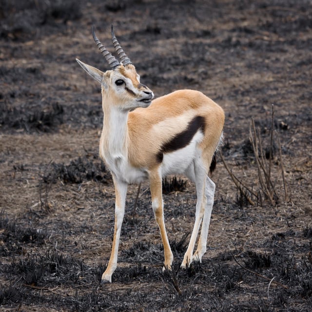 Close view of a Thomson's gazelle: Note the facial markings and the lateral stripe.