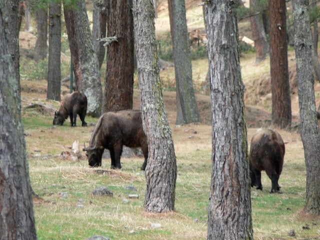 The takin is Bhutan's national animal.