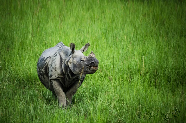 The greater one-horned rhinoceros roams the sub-tropical grasslands of the Terai plains.