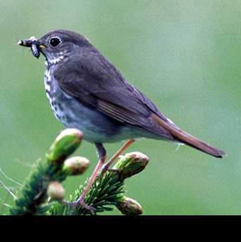 The hermit thrush is Vermont's state bird.