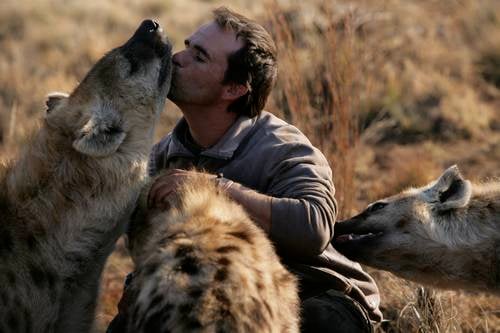 South African zoologist Kevin Richardson with captive spotted hyenas