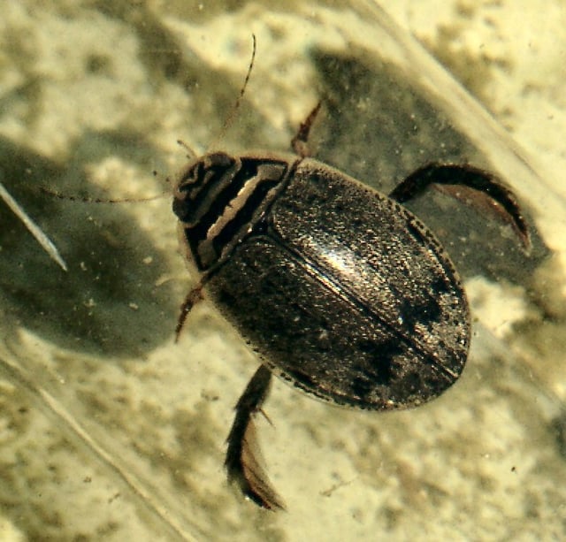 Acilius sulcatus, a diving beetle with hind legs adapted as swimming limbs
