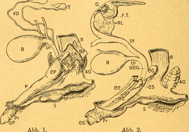 Anatomischer Anzeiger. Abb. 1 (Fig. 1.) Male reproductive anatomy. Abb. 2 (Fig. 2.) Female reproductive anatomy.  Principal abbreviations (from Schmotzer & Zimmerman) are: T, testis; Vd, vas deferens; BU, urethral bulb; Ur, urethra; R, rectum; P, penis; S, scrotum; O, ovary; FT, tuba Fallopii; RL, ligament uteri; Ut, uterus; CC, Corpus clitoris. Remaining abbreviations, in alphabetical order, are: AG, parotid analis; B, vesica urinaria; CG, parotid Cowperi; CP, Corpus penis; CS, corpus spongiosum; GC, glans; GP, glans penis; LA, levator ani muscle; Pr, prepuce; RC, musculus retractor clitoris; RP, Musculus retractor penis; UCG, Canalis urogenital.
