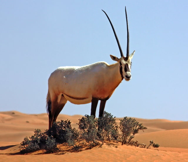 The Arabian oryx are found in the deserts and are endangered animals
