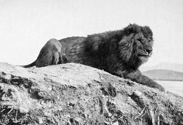The Barbary lion