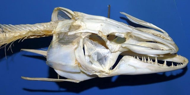 Skull of a Northern pike