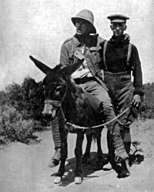 Lt. Richard Alexander "Dick" Henderson using a donkey to carry a wounded soldier at the Battle of Gallipoli.