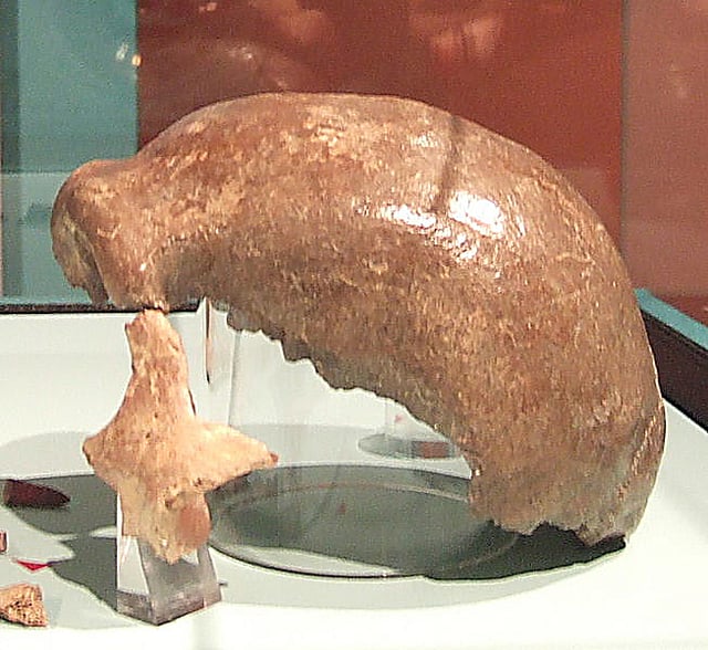 Neanderthal 1, male (upper skull 1856, left-cheek 2000)