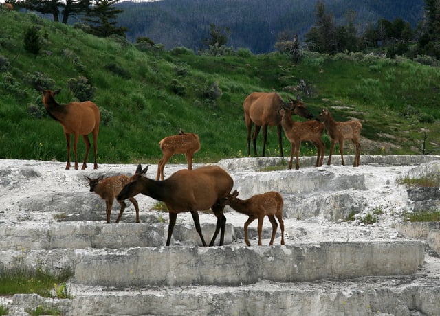 Elk crossing a rock face