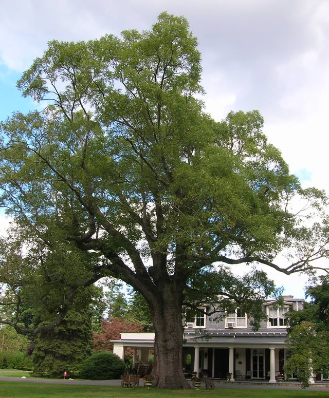 Scarsdale Woman's Club - Historic Oak Tree (September 2012)