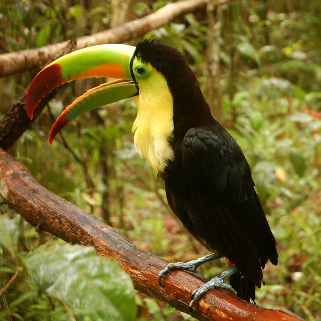 The keel-billed toucan
