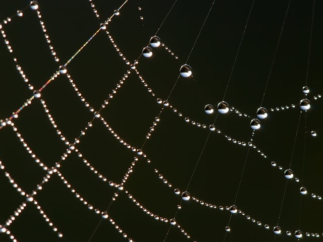 Dew drops adhering to a spider web