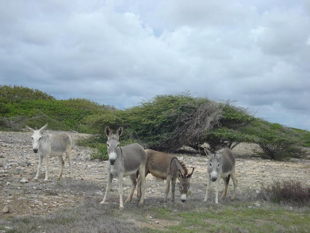 A donkey colony.