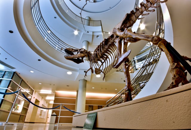 A T-Rex replica at the UC Museum of Paleontology