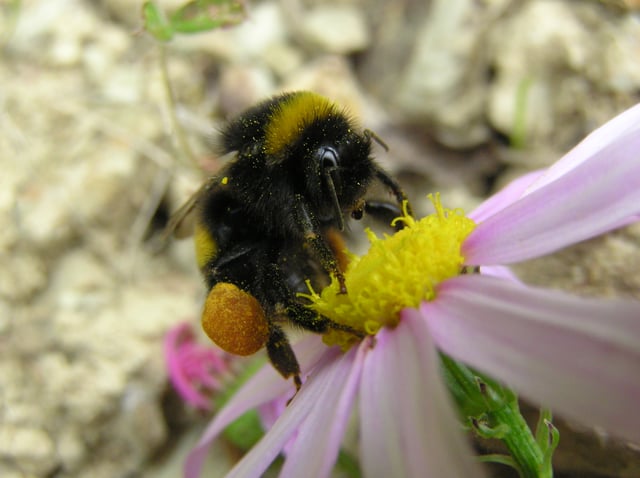 A bumblebee carrying pollen in its pollen baskets (corbiculae)
