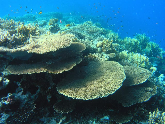 Red Sea coral reefs