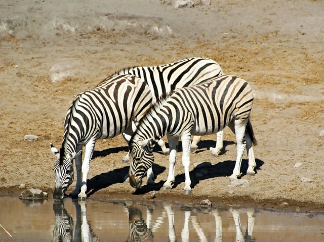 An example of Namibian wildlife, the plains zebra, is one focus of tourism.