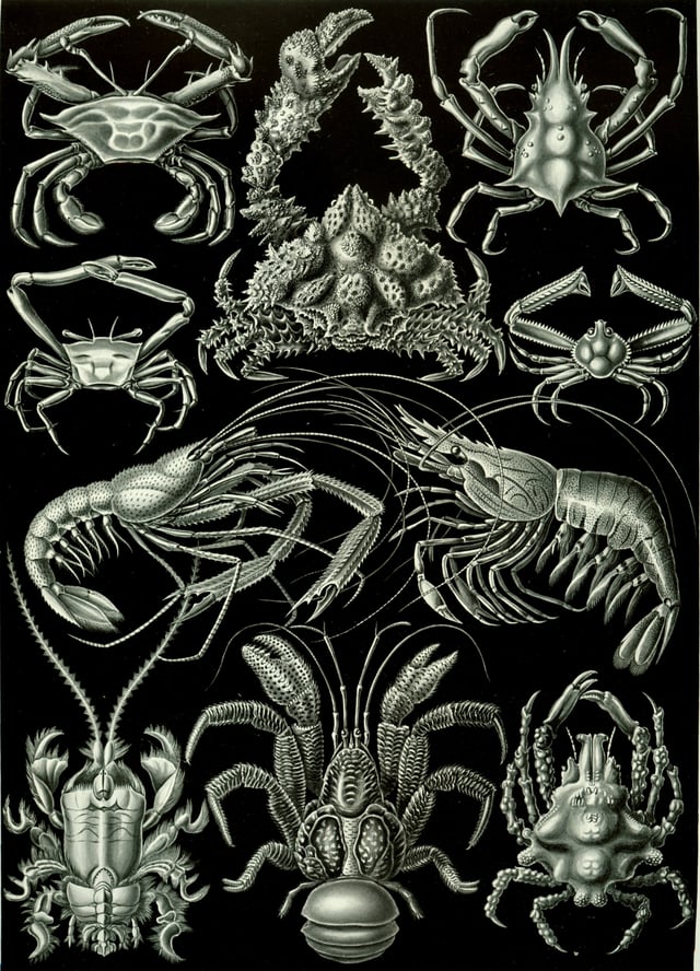 Decapods, from Ernst Haeckel's 1904 work Kunstformen der Natur