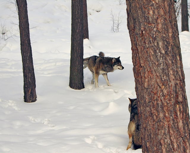 Wolf marking its territory with urine