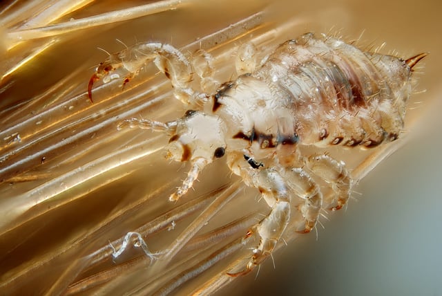 Human head lice are directly-transmitted obligate ectoparasites.