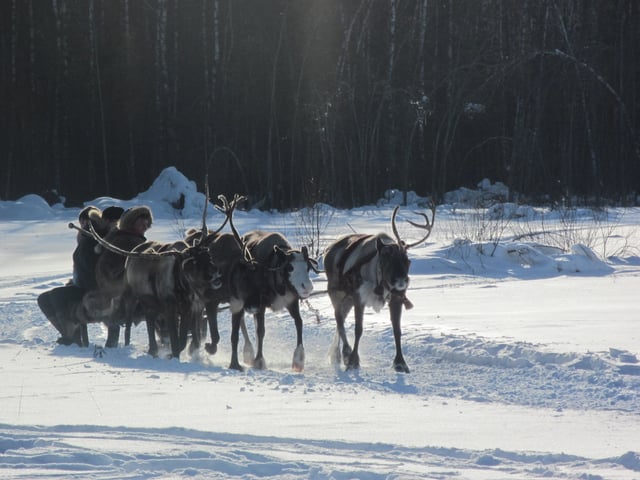 Reindeer pulling a sled in Russia