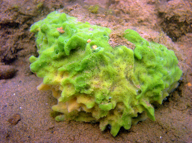 The freshwater sponge Spongilla lacustris