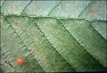 Red Alder leaf, showing discolouration caused by ozone pollution