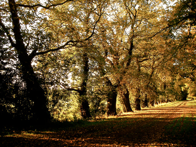 Keele drive during autumn