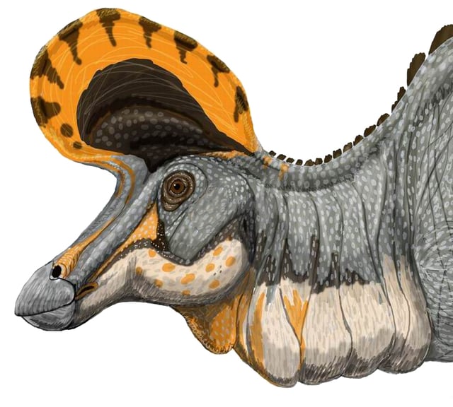 Artist's impression of a striking and unusual visual display in a Lambeosaurus magnicristatus