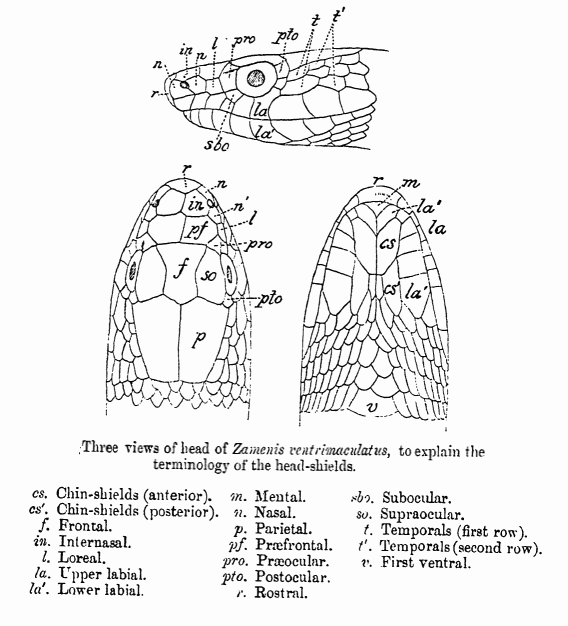 A line diagram from G.A. Boulenger's Fauna of British India (1890) illustrating the terminology of shields on the head of a snake.